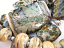 Summer Aurae Glow - Huge set (31 beads) inc Focal Pendant - Ian Williams Artisan Glass Lampwork Beads 
