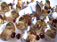 Apollo II - Sun Stones - Ian Williams Artisan Glass Lampwork Beads 