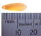 Czech Glass Dagger Drop Beads ~ 16/5mm Matte Medium Topaz ~ Frosted Ruler Picture