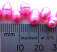 Freshwater Pearl Beads - Top Drilled Rice - Candy Mix ruler picture