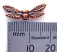 Copper tone Pewter Dragonfly Wing Beads
