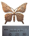 Brass ~ Natural Vintaj Butterfly Pendant x1