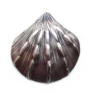 Thai Karen Hill Tribe Silver - 50mm Beautiful Large Sea Shell Pendant x1