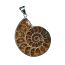 Ammonite Pendant 36x30mm